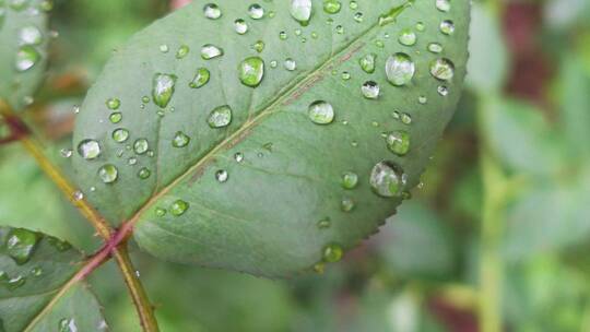 雨天叶子上的露水微距水滴4k超清