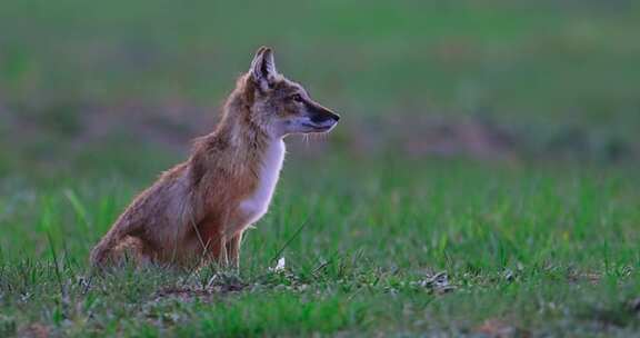 草原上行走奔跑玩耍的狐狸