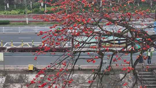 中国广东省佛山市平胜大桥木棉花