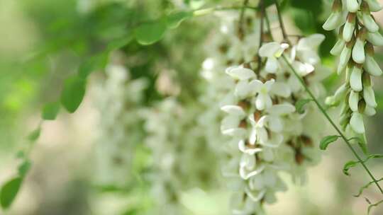 槐花（紫槐 黄槐）