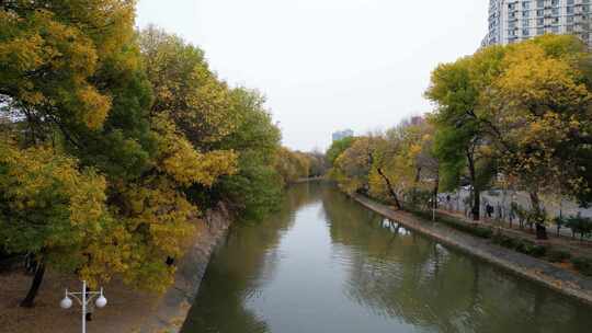 天津运河秋季城市公园风光