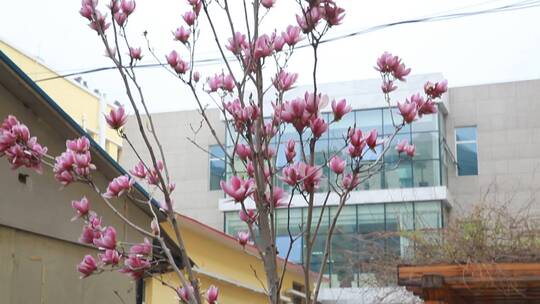 【镜头合集】玉兰花桃花鲜花春季开花