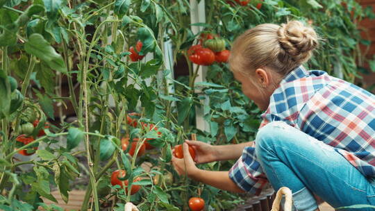 女孩在菜园里摘西红柿视频素材模板下载