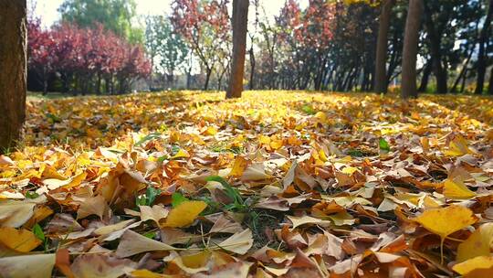 秋天银杏树叶飘落的慢镜头