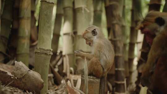 竹林里的猴群