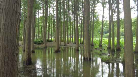 自然风光树枝树叶无锡太湖鼋头渚风景区实拍