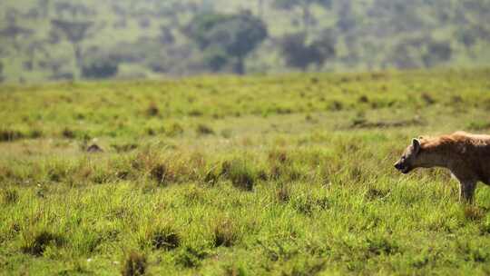 Maasai Mara，非洲，平原，肯尼