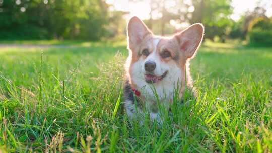 柯基犬，狗，宠物，犬