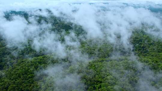 高山古树茶茶园茶叶茶芽茶汤冲泡原生态春茶