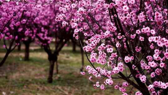 西安沣东梅园里航拍的粉色的漂亮梅花