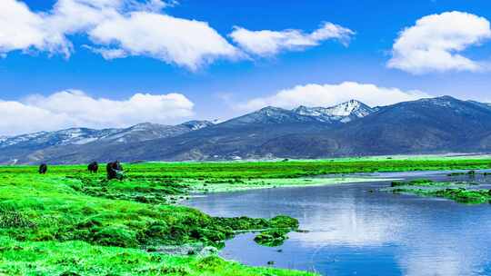 草原湖泊边的牦牛与山脉风景