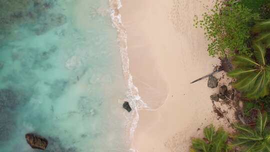 4k60 Fps加勒比海滩与棕榈树仙人掌视频素材模板下载