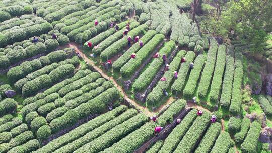 杭州翁家山春天茶园茶农采茶风景航拍