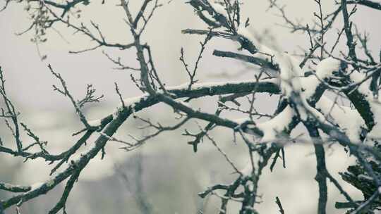 枯树枝上的积雪视频素材模板下载