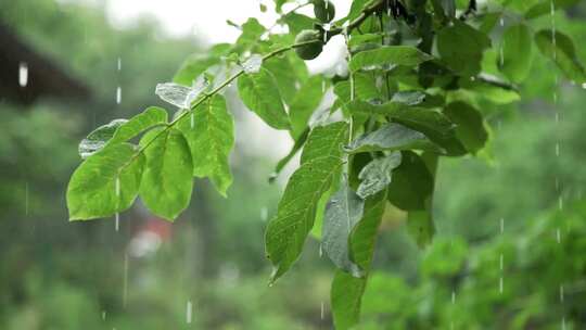 雨水打湿树上的叶子