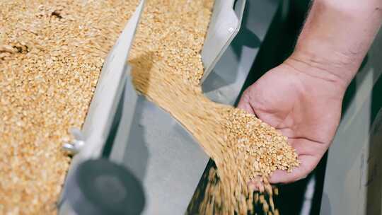 粮食处理中的质量控制小麦籽粒质量检测特写视频素材模板下载