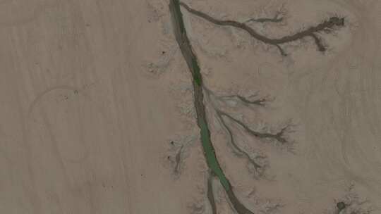 干旱河床树形奇观视频素材模板下载