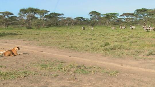 一只雌狮专注地看一群斑马