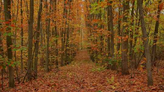 秋天森林里的树叶都变黄了