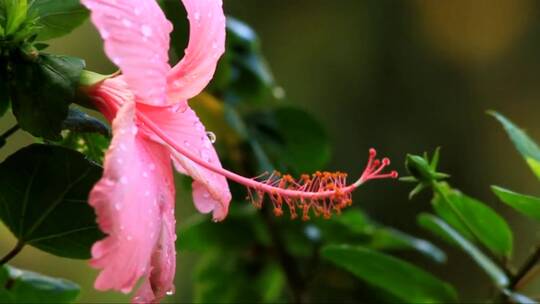 粉色的芙蓉花随风摇摆