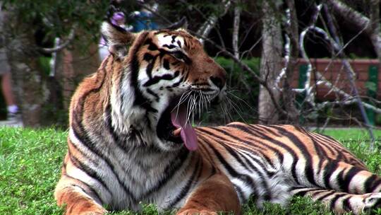 一只大老虎坐在动物园的草地上