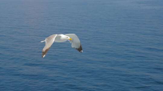 航拍大海上飞翔的海鸥视频素材模板下载