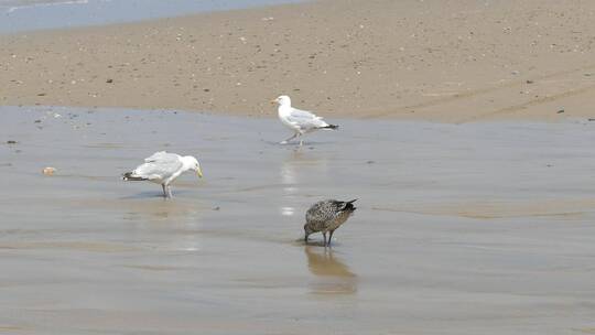 海滩上觅食的海鸥