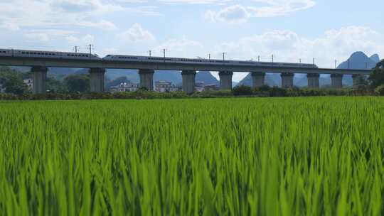 绿色的稻田边高架桥上疾驰的高铁列车