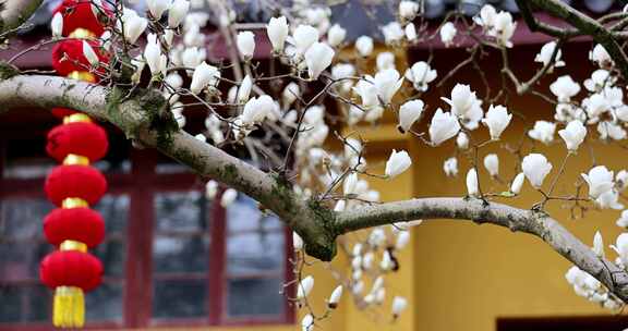 杭州法喜寺500年白玉兰盛放