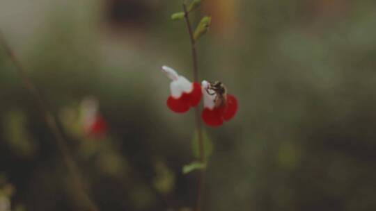 花朵上的小蜜蜂视频素材模板下载