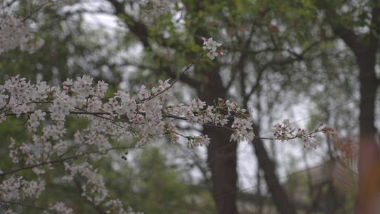 樱花 唯美 花卉