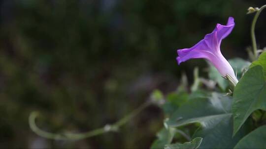 美丽的牵牛花