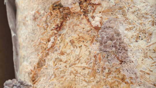 牡蛎菇生长的时间推移