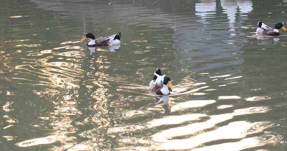 鸭子戏水游泳阳光湖水