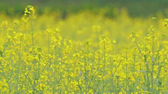 春天油菜花春暖花开蜜蜂采蜜