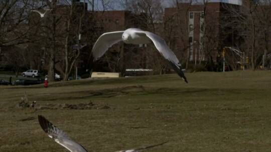海鸥在公园里打架