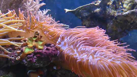 海底海葵珊瑚