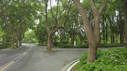 城市绿化植物树枝树叶实拍