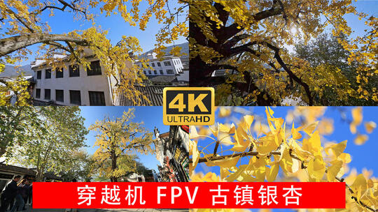 穿越机FPV江南古镇清新唯美的金黄色银杏树