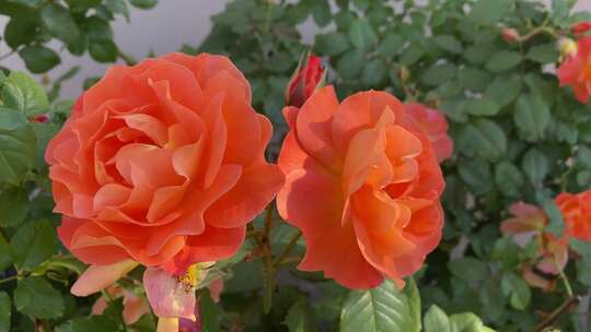 盛开的橙色玫瑰