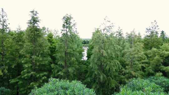 人工林树木河流