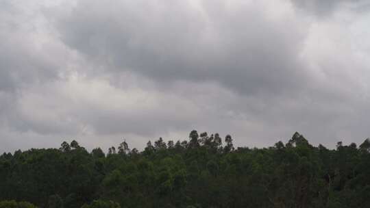 阴天森林乌云飘过树林阴雨天森林大景松树林