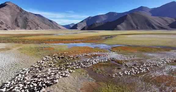 航拍西藏阿里班公湖羊群遍野
