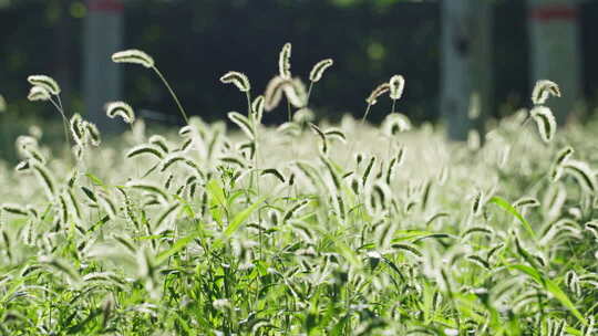 夏天清晨阳光树叶光影逆光小清新空镜
