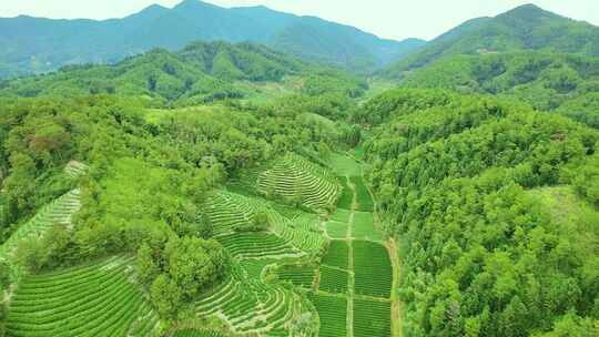 航拍春天茶山梯田武夷山燕子窠生态茶园