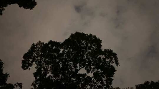 夜晚树木天空云层延时1