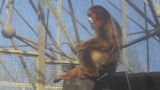 逆光拍摄动物园里的猴子