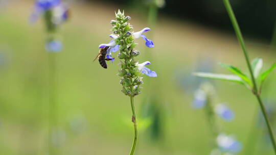 蜜蜂在紫色薰衣草上飞舞采蜜慢镜头