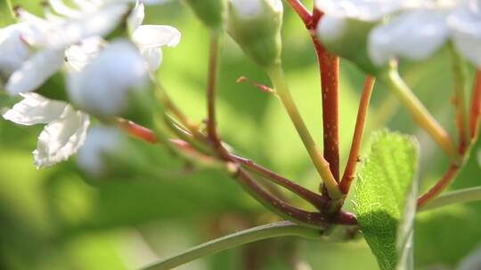 蚂蚁与蚜虫共生系列之放牧蚜虫吸食蚜虫蜜汁