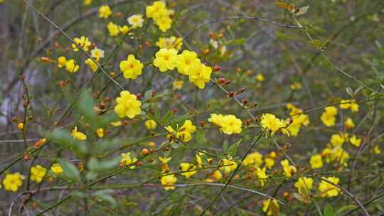 早春迎春花清明花小黄花花簇花瓣花蕊花朵